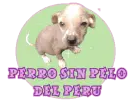Perro sin pelo del Peru