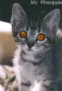 hypnotic kitty