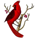 CARDNIAL