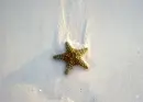 sea star