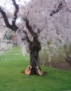 guitars