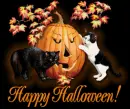 Pumpkin with two cats