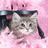 kitty