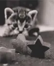 cat with stars