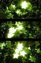 green stars