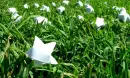 stars in grass