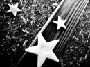 white stars