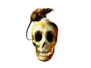 Skull with rat