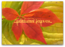autumn leaves