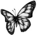 butterfly