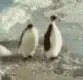 evil penguin