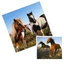 KoÅ„, Konie, Horse, Horses,