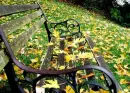 autumn bench