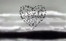 bird heart