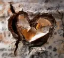tree heart