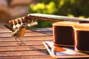 bird guitar