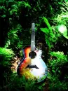 guitar in forrest