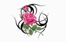 my rose