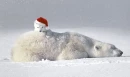 POLAR BEARS