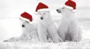 POLAR BEARS