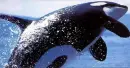 whales