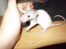 rat giving high-five