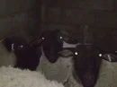 3 sheep
