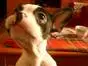 smile gote