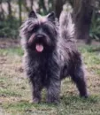 Toto*The Wizard of Oz*