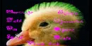Punk Duck Contact Table
