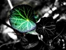 Beautiful green leaf. 