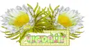 MIGDALIA