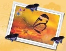 Batterfly