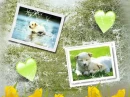 dogi