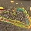 Hearty heart