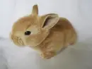 baby rabbit