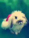 christmas rabbit