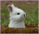 cute