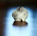 grey rabbit