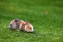 in grass