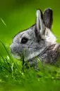 lil rabbit