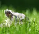 lil rabbit