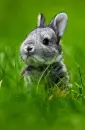 lil rabbit