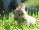 lil rabbit