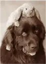 lil rabbit with dog