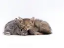 rabbit and cat