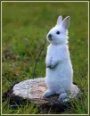 white rabbit
