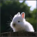 white rabbit