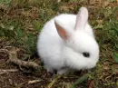 white rabbit