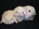 white rabbit